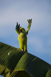 Low angle view of parrot perching on a bird