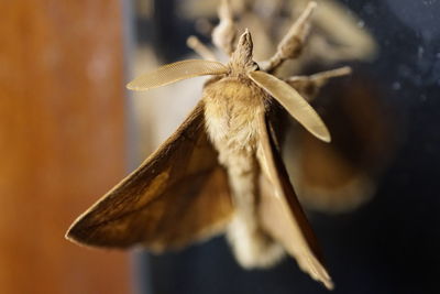 Close-up of butterfly on flower