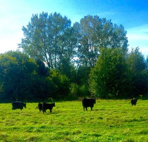Cows grazing on grassy field