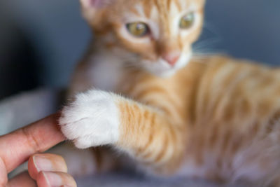 Close-up a ginger cat places a paw on the finger of a person.