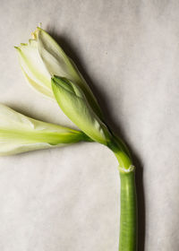 Close-up of green leaf on table