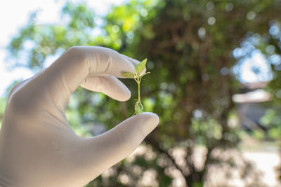 Close-up of hand holding plant