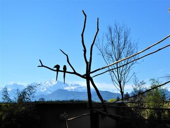 Low angle view of bare tree against clear blue sky