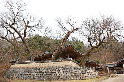 Stack of bare tree by house in forest against sky