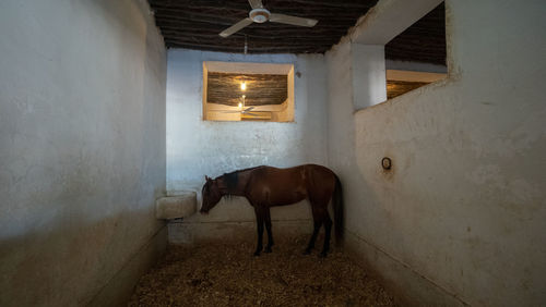 Horse in stable