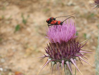 Close-up of insect on purple flower