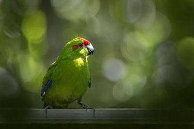 Close-up of parrot perching on wood