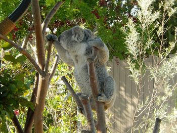 View of an animal in zoo