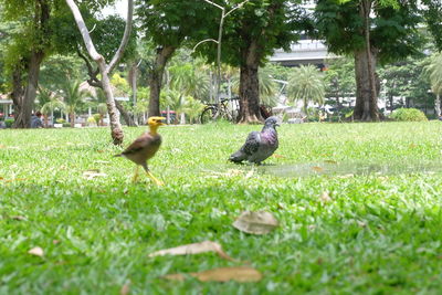 Ducks on field in park