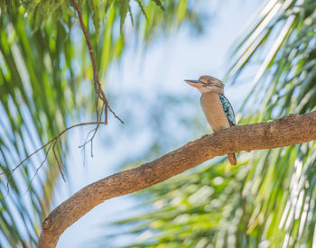 Low angle view of bird perching on branch