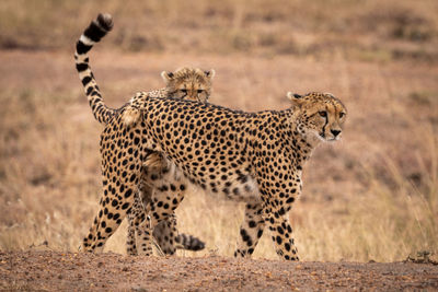 Cheetahs on field in forest