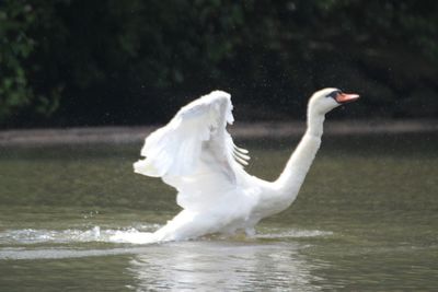 Bird in water