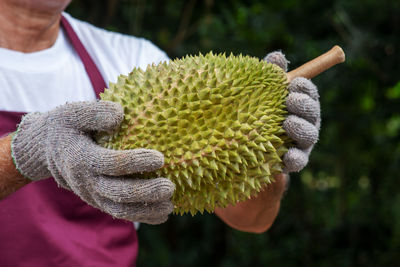 Close-up of man holding plant