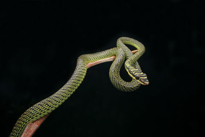 Close-up of a lizard