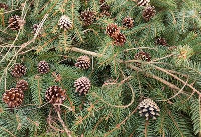 High angle view of pine cone on field