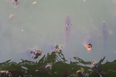 High angle view of fish swimming in pond