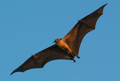 Low angle view of bird flying against clear blue sky