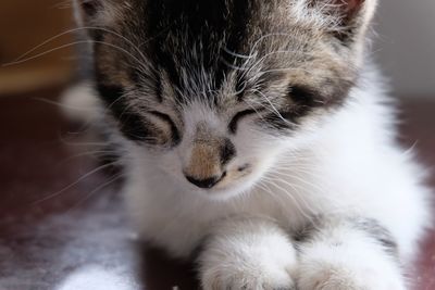 Close-up of cat