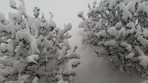 Close-up of tree against sky during winter