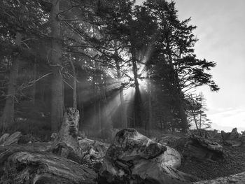 Trees in forest against sky