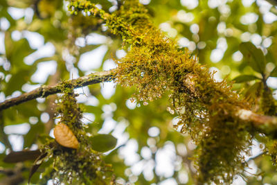 Low angle view of lichen growing on tree