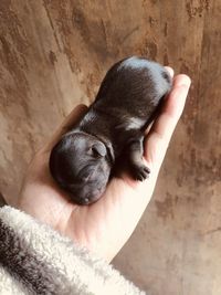 High angle view of a dog sleeping on hand