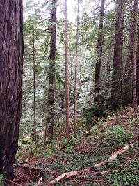 Trees in forest