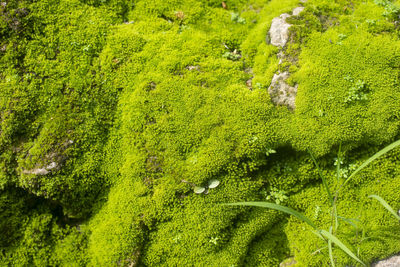 High angle view of moss growing on land