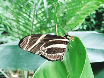 Butterfly on leaf