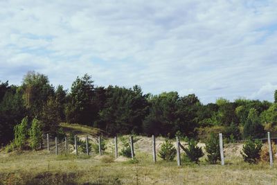 Trees on field against sky