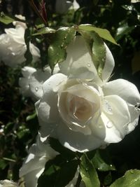 Close-up of white flowers