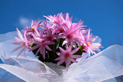 Close-up of blue flowers blooming outdoors