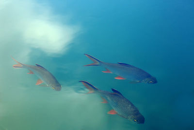 Fish swimming in sea water