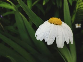 Close-up of white flower blooming outdoors