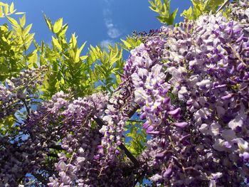 Low angle view of blooming tree against sky