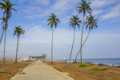 Palm trees on beach against sky