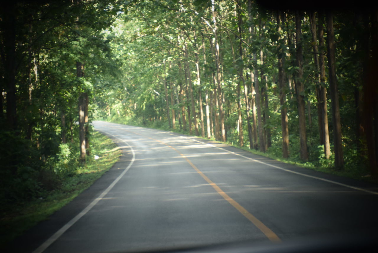 VIEW OF EMPTY ROAD IN FOREST