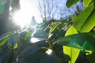 Close-up of fresh green plant against sky on sunny day