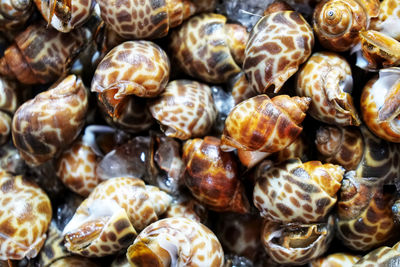 Full frame shot of shells for sale