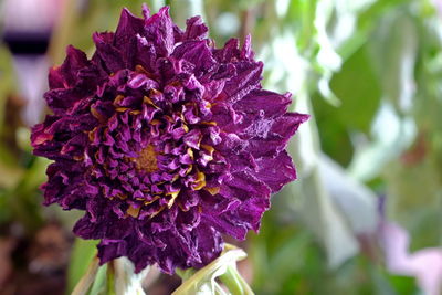 Close-up of purple flower