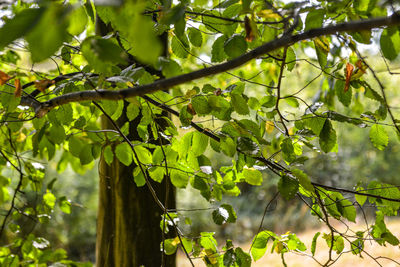 Low angle view of plant growing on tree