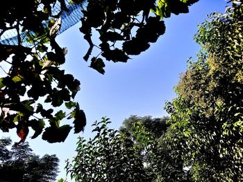 Low angle view of trees against clear sky