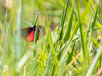 Close-up of red insect on green grass, cinnabar day moth, tyria jacobaeae
