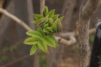 Close-up of plant growing outdoors