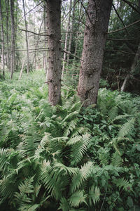 View of trees in forest