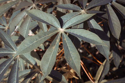 High angle view of leaves growing on field