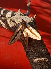 Close-up of insect on wood