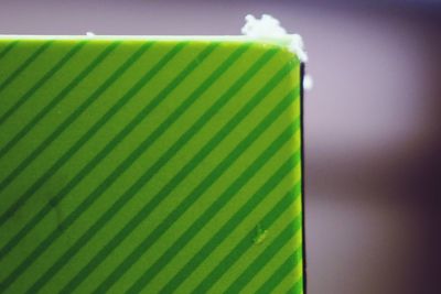 Close-up of leaf