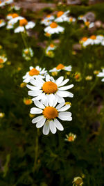 Close-up of white daisy flowers