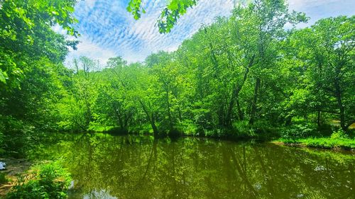 Scenic view of lake against trees in forest